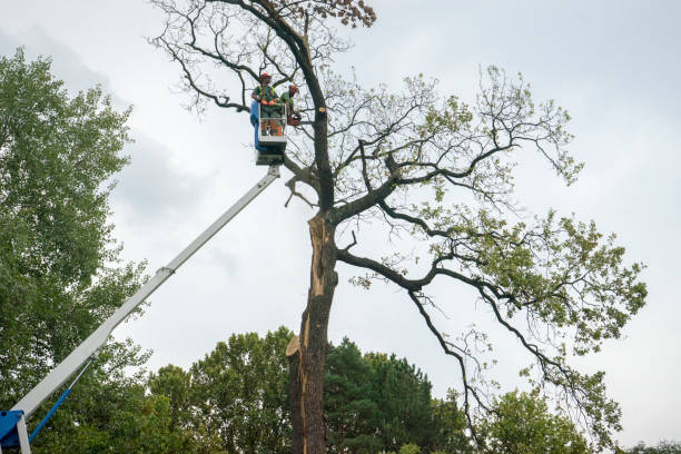 Best Storm Damage Tree Cleanup  in Indian Springs, GA