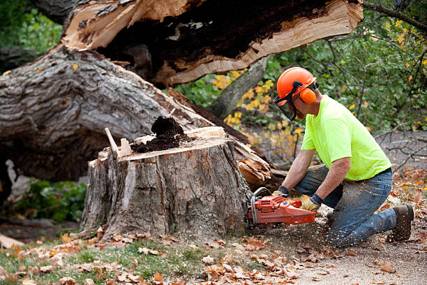 Indian Springs, GA  Tree Services Company