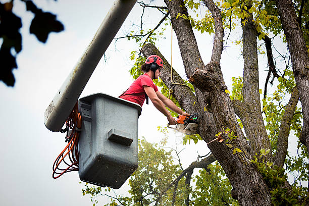 How Our Tree Care Process Works  in  Indian Springs, GA